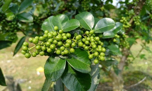 主任医师吴茱萸的功效与作用网 :分享吴茱萸的药效和作用-吴茱萸的功效与用法用量知识