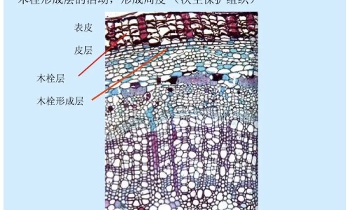 主任医师吴茱萸的功效与作用网 :分享吴茱萸的药效和作用-吴茱萸的功效与用法用量知识